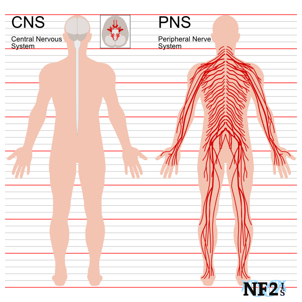 CNS and PNS