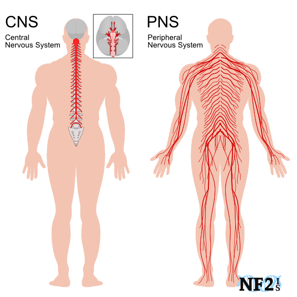 CNS, PNS, Central Nervous System, Central Nerve System, 
				Peripheral Nervous System, Peripheral Nerve System