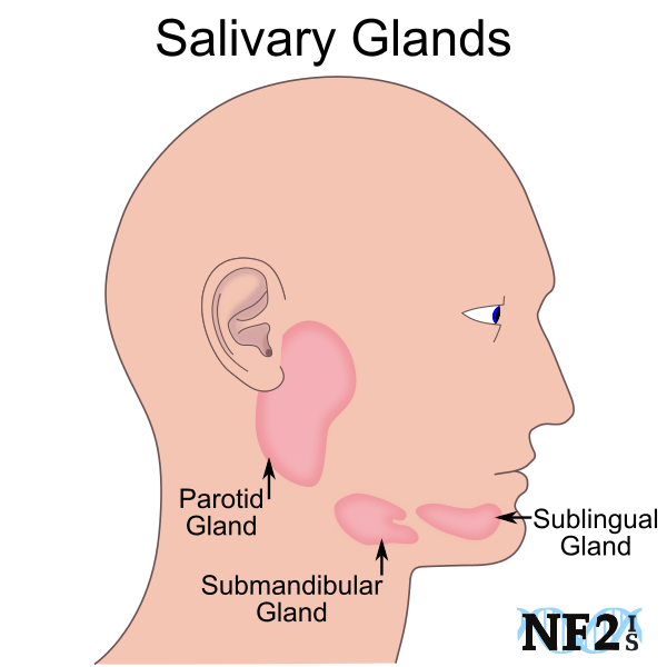 mouth, glands, Salivary Glands, parotid gland, submandibular gland, 
				sublingual gland