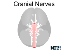 Cranial Nerves