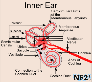 Inner Ear, Inner Ear, Saccule, Utricle, Semicircular Canal, Connection to the 
		Cochlea Duct, Semicircular Ducts of the Membranous Labyrinth, posterior canal, superior canal, lateral canal, Membranous Ampullae, 
		Membranous Ampulla, posterior ampullae, superior ampullae, lateral ampullae, Apex of Cochlea, Cochlea, Cochlea Duct, Vestibular 
		Nerve