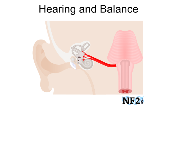 Cranial Nerve 8