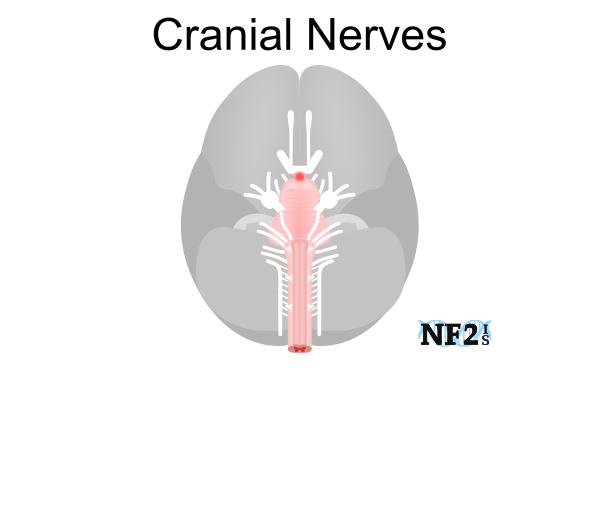 Cranial Nerves