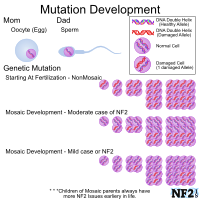 NF2 Issue