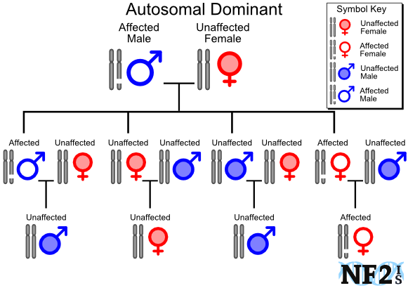 NF2 Issue