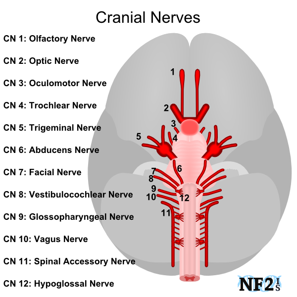 Brain And Cranial Nerves