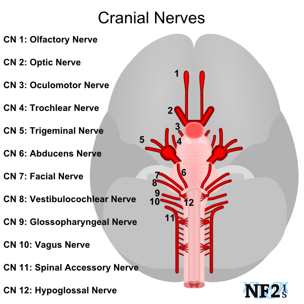 Brain CNS 1-12