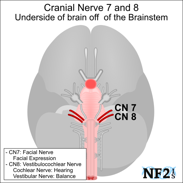 Cranial Nerve 8