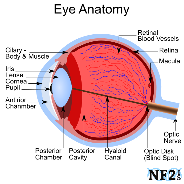 Cataracts, Anterior Chamber, Posterior Chamber, 
Retinal Blood Vessels, Retina, Cornea, Optic Nerve, Macula, Capsular Cataracts,