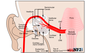 Hearing, pons, Medulla Oblongata, CN7, CN8, Facial Nerve, Vestibulocochlear Nerve, 
				Vestibular Nerve, Cochlear Nerve, Eustachian Tube, Ossicles, ear canal, eardrum, Tympanic Membrane, Semicircular Canals, Cochlea, 
				Spiral Ganglion