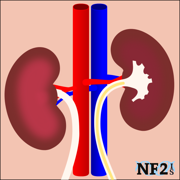 kidneys