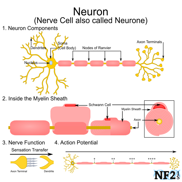 Neuron