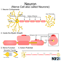 NF2 Issue