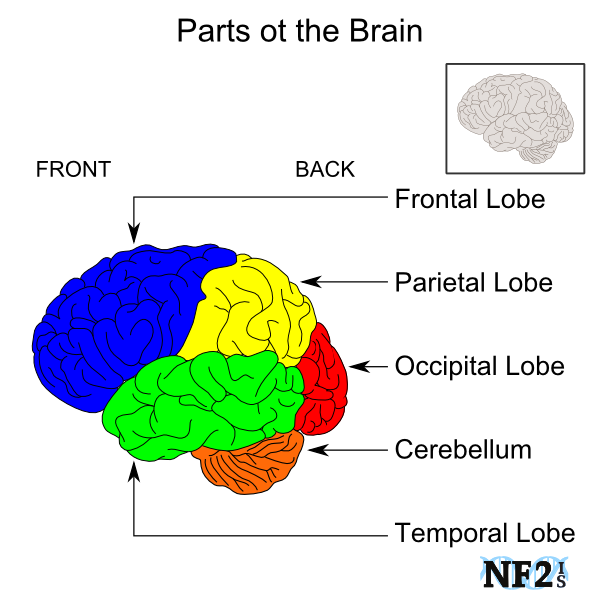 NF2 Image Collection