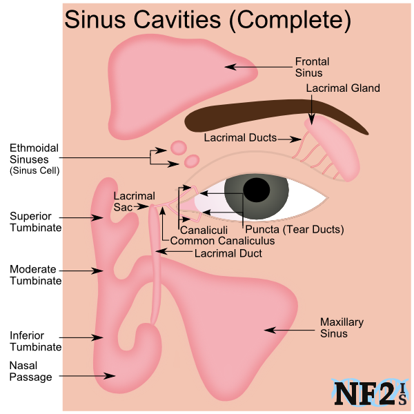 Sinus Cavities, Frontal Sinus, Lacrimal Gland, Ethmoidal Sinuses, Maxillary Sinus, Lacrimal Sac, Tear Ducts, Nasal Passage