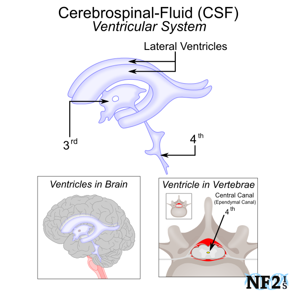 ventricular system